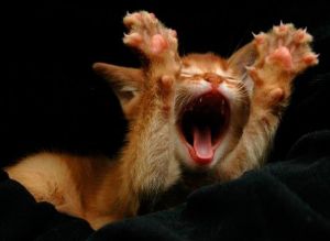 ������������� ��� ��� �����